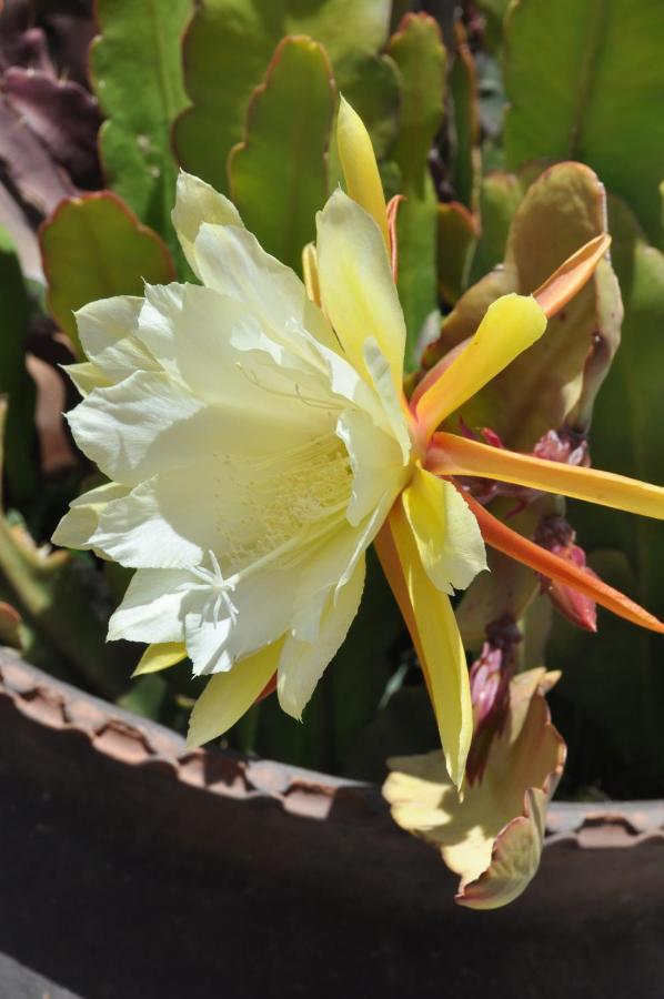 Las Orquideas Олантаятамбо Екстериор снимка