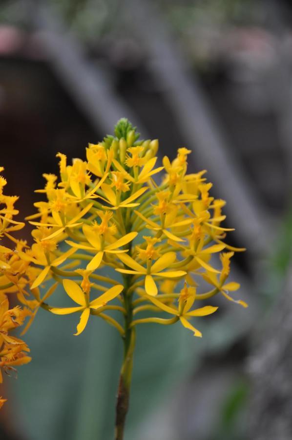 Las Orquideas Олантаятамбо Екстериор снимка